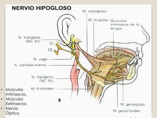 Músculos Intrínsecos.