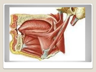 Músculos Extrínsecos.