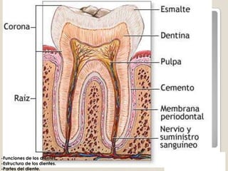 DRENAJE LINFÁTICO DE LA LENGUA