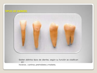 -Funciones de los dientes.-Estructura de los dientes.-Partes del diente.