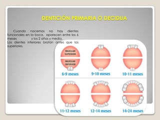 Incisivos: Sirven para cortar los alimentos.Caninos o colmillos: Para desgarrar.Premolares y molares: Para desmenuzar , y triturar los alimentos.Premolares: Tienen 2  puntas en la corona y 1 ó 2 raíces.  Molares: Tienen  varias raíces y 4 puntas en la corona.TIPOS DE DIENTES 