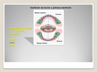 DENTICIÓN PRIMARIA O DECIDUA       Cuando nacemos no hay dientes funcionales en la boca,  aparecen entre los 6 meses                 y los 2 años y media. Los dientes inferiores brotan antes que los superiores. 