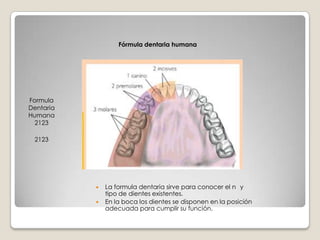 DENTICIÓN PERMANENTELos Dientes permanentes empiezan a salir  alrededor de  los 16 años, y hacia los 12 han sustituido a los dientes  de leche.Son 32 dientes  8 en cada cuadrante;2 incisivos1 canino2 premolares3 molares