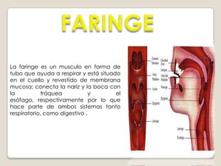 Fórmula dentaria humanaFormula DentariaHumana2123▬▬▬2123La formula dentaria sirve para conocer el n° y tipo de dientes existentes. En la boca los dientes se disponen en la posición adecuada para cumplir su función.