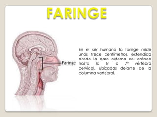 FARINGELa faringe es un musculo en forma de tubo que ayuda a respirar y está situado en el cuello y revestido de membrana mucosa; conecta la nariz y la boca con la tráquea y el esófago, respectivamente por lo que hace parte de ambos sistemas tanto respiratorio, como digestivo . 