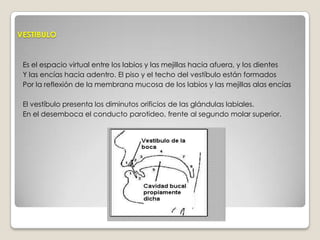 VESTIBULOEs el espacio virtual entre los labios y las mejillas hacia afuera, y los dientes Y las encías hacia adentro. El piso y el techo del vestíbulo están formadosPor la reflexión de la membrana mucosa de los labios y las mejillas alas encíasEl vestíbulo presenta los diminutos orificios de las glándulas labiales. En el desemboca el conducto parotideo, frente al segundo molar superior.