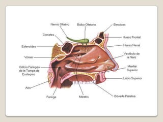 FARINGEEn el ser humano la faringe mide unos trece centímetros, extendida desde la base externa del cráneo hasta la 6ª o 7ª vértebra cervical, ubicadas delante de la columna vertebral.