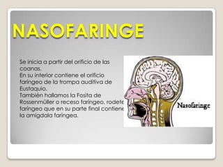 FUNCIÓNLa deglución: es el paso del bolo alimenticio desde la boca hacia el esófago.La inspiración: generalmente se entiende al proceso fisiológico indispensable para la vida de los organismos que consta de inspiración o inhalación y espiración.La fonación: es el trabajo muscular realizado para emitir sonidos inteligibles, es decir, para que exista la comunicación oral.