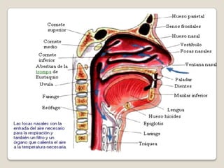 NASOFARINGESe inicia a partir del orificio de las coanas.En su interior contiene el orificio faríngeo de la trompa auditiva de Eustaquio.También hallamos la Fosita de Rossenmüller o receso faríngeo, rodete faríngeo que en su parte final contiene la amígdala faríngea.