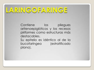 BUCOFARINGESe inicia pasado el istmo de las fauces.Destacar otra estructura como es el surco glosoepiglótico, localizado entre la raíz de la lengua y la epiglotis (entrada a la laringe) y que se encarga de evitar la entrada de la saliva en la vía respiratoria.Su mucosa tiene un epitelio plano estratificado sin capa córnea.