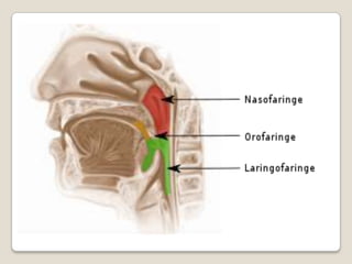 LARINGOFARINGEContiene los pliegues aritenoepiglóticos y los recesos piriformes como estructuras más destacables.Su epitelio es idéntico al de la bucofaríngea (estratificado plano).