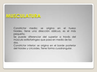 MUSCULATURAFormada principalmente por los tres músculos constrictores de la faringe. Los tres deben contraerse sinérgicamente, si no tendremos problemas con la deglución.Constrictor superior: se origina en la apófisis pterigoides, detrás del rafe faríngeo. Tiene forma triangular.