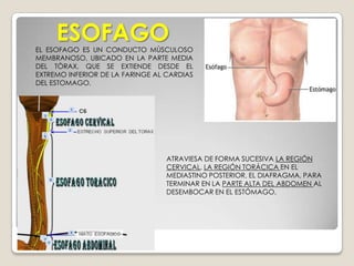 MUSCULATURAConstrictor medio: se origina en el hueso hioides, tiene una dirección oblicua, es el más pequeño.Se puede diferenciar del superior a través del músculo estilofaríngeo que pasa en medio de losdos.Constrictor inferior: se origina en el borde posterior del hioides y cricoides. Tiene forma cuadrangular.