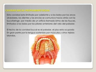 CAVIDAD BUCAL PROPIAMENTE DICHAEsta cavidad esta limitada por adelante y a los lados por los arcos alveolares, los dientes y las encías se comunica hacia atrás con labucofaringe  por medio de un orificio llamado istmo de las fauces,limitados a los lados por los pilares anteriores del velo del paladar.El techo de la cavidad bucal es el paladar, el piso esta ocupadoEn gran parte por la lengua sostenida por músculos y otros tejidos blandos.