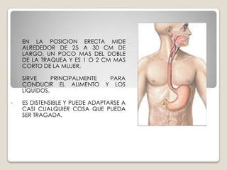 ESOFAGOEL ESOFAGO ES UN CONDUCTO MÙSCULOSO MEMBRANOSO, UBICADO EN LA PARTE MEDIA DEL TÒRAX, QUE SE EXTIENDE DESDE EL EXTREMO INFERIOR DE LA FARINGE AL CARDIAS DEL ESTOMAGO.ATRAVIESA DE FORMA SUCESIVA LA REGIÓN CERVICAL, LA REGIÓN TORÁCICA EN EL MEDIASTINO POSTERIOR, EL DIAFRAGMA, PARA TERMINAR EN LA PARTE ALTA DEL ABDOMEN AL DESEMBOCAR EN EL ESTÓMAGO.