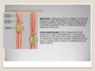 EN LA POSICION ERECTA MIDE ALREDEDOR DE 25 A 30 CM DE LARGO, UN POCO MAS DEL DOBLE DE LA TRAQUEA Y ES 1 O 2 CM MAS CORTO DE LA MUJER,