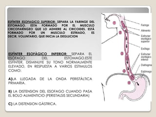 SIRVE PRINCIPALMENTE PARA CONDUCIR EL ALIMENTO Y LOS LÌQUIDOS.