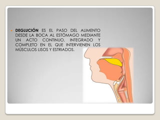 ESFÌNTER ESOFAGICO SUPERIOR: SEPARA LA FARINGE DEL ESTOMAGO. ESTA FORMADO POR EL MUSCULO CRICOFARÌNGEO QUE LO ADHIERE AL CRICOIDES. ESTÀ FORMADO POR UN MUSCULO ESTRIADO, ES DECIR, VOLUNTARIO, QUE INICIA LA DEGLUCIONESFÌNTER ESOFÀGICO INFERIOR: SEPARA EL ESÒFAGO DEL ESTOMAGO.ESTE ESFÌNTER, DISMINUYE SU TONO NORMALMENTE ELEVADO, EN RESPUESTA A VARIOS ESTIMULOS COMO:A)LA LLEGADA DE LA ONDA PERISTÀLTICA PRIMARIA.B) LA DISTENSION DEL ESOFAGO CUANDO PASA EL BOLO ALIMENTICIO (PERISTALSIS SECUNDARIA)C) LA DISTENSION GÀSTRICA.