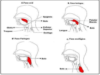 FASE ESOFÁGICAES LA ÚLTIMA FASE EN LA QUE EL BOLO TRANSITA POR EL ESÓFAGO, GRACIAS A LOS MOVIMIENTOS PERISTÁLTICOS, HASTA LLEGAR AL ESTÓMAGO ATRAVESANDO EL CARDIAS.