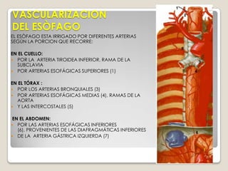 TRÁQUEA-SE ORIGINA EN EL CUELLO, DESCIENDE POR DELANTE DEL ESÓFAGO, SE DIVIDE EN BRONQUIOSPRINCIPALES DERECHO E IZQUIERDO.-TIENE 15 A 20 BARRAS EN FORMA DE C, DE CARTÍLAGO HIALINO, ESTAS BARRAS PROPORCIONAN RIGIDEZ EVITANDO QUE COLAPSEN.-SE DESPLAZA DURANTE LA  RESPIRACIÓN  Y CON LOSMOVIMIENTOS DE LA LARINGE.- MIDE APROXIMADAMENTE 9 A 15 CM DE LARGO,SU LONGITUD VARIA DEPENDIENDO DE LA PERSONA.-ESTÁ IRRIGADA POR LAS ARTERIAS TIROIDEAS INFERIORES,TAMBIÉN RECIBE RAMAS DE TIROIDES SUPERIOR.