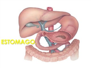 VASCULARIZACION DEL ESÒFAGOEL ESÒFAGO ESTA IRRIGADO POR DIFERENTES ARTERIAS SEGÚN LA PORCION QUE RECORRE:EN EL CUELLO: POR LA  ARTERIA TIROIDEA INFERIOR, RAMA DE LA SUBCLAVIA POR ARTERIAS ESOFÁGICAS SUPERIORES (1)EN EL TÓRAX :POR LOS ARTERIAS BRONQUIALES (3) POR ARTERIAS ESOFÁGICAS MEDIAS (4), RAMAS DE LA AORTA Y LAS INTERCOSTALES (5) EN EL ABDOMEN:   POR LAS ARTERIAS ESOFÁGICAS INFERIORES (6), PROVENIENTES DE LAS DIAFRAGMÁTICAS INFERIORES DE LA  ARTERIA GÁSTRICA IZQUIERDA (7)