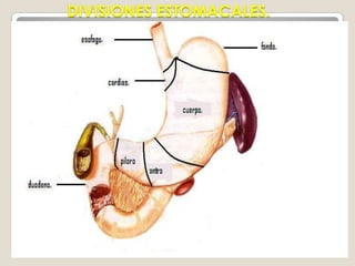 ENFERMEDADES ESOFAGICAS MAS FRECUENTESCANDIDIASIS O MONILIASISDIVERTÍCULO DE ZENCKERCÁNCER ESOFÁGICOTRASTORNOS MOTORES DEL ESÓFAGOACALASIAESÓFAGO DE BARRETT.