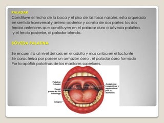 PALADARConstituye el techo de la boca y el piso de las fosas nasales, esta arqueadoen sentido transversal y antero-posterior y consta de dos partes: los dos  tercios anteriores que constituyen en el paladar duro o bóveda palatina,  y el tercio posterior, el paladar blando.BÓVEDA PALATINASe encuentra al nivel del axis en el adulto y mas arriba en el lactante Se caracteriza por poseer un armazón óseo , el paladar óseo formadoPor la apófisis palatinas de los maxilares superiores.