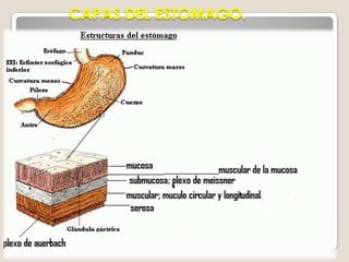 RELACIONES PERITONEALES.