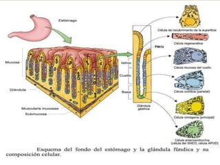 ESTRUCTURA Y FUNCIÓN DEL ESTOMAGO