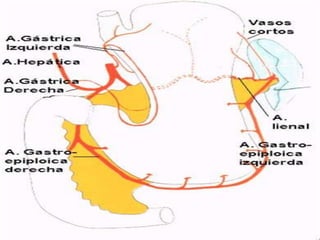  Las arterias que irrigan el estomago seoriginan , directa o indirectamente, deltronco celiaco.Las arterias son:Pilórica (gástrica derecha).Coronaria  estomática (gástrica izquierda).Gastroepiploicas  derecha e izquierda.Gástricas cortas.Diafragmática inferior derecha.