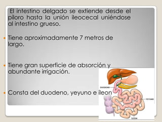Las fibras parasimpáticas preganglionares se originan en el bulbo raquídeo descienden por los nervios vagos y llegan al estomago por medio de ramas gástricas directas de los troncos vágales.Las fibras aferentes mas importantes son las relacionadas con el reflejo de activación de la secreción gástrica.  