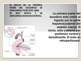 CAPASMUCOSASUBMUCOSACAPA DE FIBRAS MUSCULARES CIRCULARES Y LONGITUDINALESSEROSA