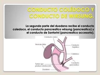 DUODENOSu forma es variable, generalmente parecido a la letra C.Se extiende desde el píloro a la curvatura duodenoyeyunal midiendo de 25 a 30cm de largo.PORCIONES:1. superior o infrahepática o bulboduodenal 2. descendente o prerrenal3. horizontal o inferior o transversal4. ascendente 