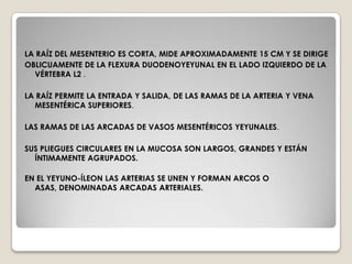 CONDUCTO COLÉDOCO Y CONDUCTO DE WIRSUNG. La segunda parte del duodeno recibe el conducto coledoco, el conducto pancreatico wirsung (pancreatico) y el conducto de Santorini (pancreatico accesorio). 