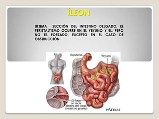 YEYUNOEL YEYUNO ESTÁ UBICADO EN LA PARTE SUPERIOR DE LA CAVIDAD ABDOMINAL.DE LAS PARTES EN ESES DEL INTESTINO DELGADO, EL YEYUNO CONSTITUYE APROXIMADAMENTE LAS DOS QUINTAS PARTES.EN CONTRASTE CON EL ÍLEON, CON FRECUENCIA EL YEYUNO ESTA:VACIÓ