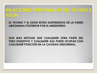 SUS PAREDES SON MAS GRUESAS.