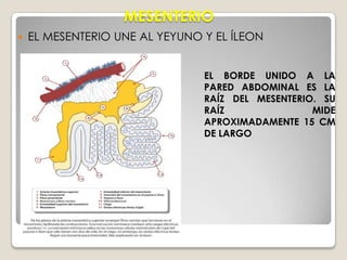 SU MESENTERIO MUESTRA ZONAS TRANSLÚCIDAS ENTRE LOS VASOS.CON FRECUENCIA ES DIFÍCIL DISTINGUIR ENTRE EL YEYUNO Y EL ÍLEON DURANTE UNA OPERACIÓN.