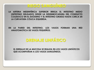 LA RAÍZ DEL MESENTERIO ES CORTA, MIDE APROXIMADAMENTE 15 CM Y SE DIRIGEOBLICUAMENTE DE LA FLEXURA DUODENOYEYUNAL EN EL LADO IZQUIERDO DE LA VÉRTEBRA L2 .LA RAÍZ PERMITE LA ENTRADA Y SALIDA, DE LAS RAMAS DE LA ARTERIA Y VENA MESENTÉRICA SUPERIORES.LAS RAMAS DE LAS ARCADAS DE VASOS MESENTÉRICOS YEYUNALES.SUS PLIEGUES CIRCULARES EN LA MUCOSA SON LARGOS, GRANDES Y ESTÁN ÍNTIMAMENTE AGRUPADOS.EN EL YEYUNO-ÍLEON LAS ARTERIAS SE UNEN Y FORMAN ARCOS O ASAS, DENOMINADAS ARCADAS ARTERIALES.