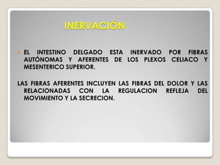 ÍLEONULTIMA  SECCIÓN DEL INTESTINO DELGADO. EL PERISTALTISMO OCURRE EN EL YEYUNO Y EL, PERO NO ES FORZADO, EXCEPTO EN EL CASO DE OBSTRUCCIÓN.