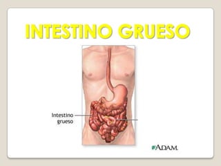 INERVACIÓNEL INTESTINO DELGADO ESTA INERVADO POR FIBRAS AUTÓNOMAS Y AFERENTES DE LOS PLEXOS CELIACO Y MESENTERICO SUPERIOR. LAS FIBRAS AFERENTES INCLUYEN LAS FIBRAS DEL DOLOR Y LAS RELACIONADAS CON LA REGULACION REFLEJA DEL MOVIMIENTO Y LA SECRECION.