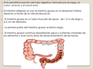 MOVIMIENTOS DEL INTESTINO DELGADOSE CLASIFICAN EN:CONTRACCIONES  DE MEZCLA: