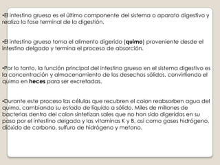CUANDO UN GRUPO DE CONTRACCIONES DE SEGMENTACIÓN SE RELAJA, SE INICIA    UN NUEVO CONJUNTO.