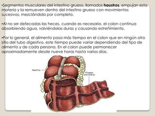 SUELEN FRAGMENTAR EL QUIMO DOS O TRES VECES POR MINUTO.