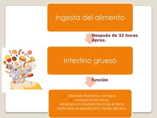 LA FRECUENCIA MÁXIMA  DEPENDE DE LA FRECUENCIA DE LAS ONDAS ELÉCTRICAS LENTAS DE LA PARED INTESTINAL, QUE CONSTITUYEN EL RITMO ELÉCTRICO. 