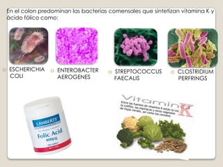 LA FRECUENCIA MÁXIMA EN EL DUODENO Y EL YEYUNO PROXIMAL  ES 12 POR MINUTO.