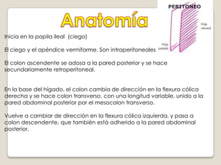 EN EL ÍLEON TERMINAL, LA FRECUENCIA MÁXIMA ES DE 8 A 9 POR MINUTO.MOVIMIENTOS PROPULSIVOS :PERISTALTISMO DEL INTESTINO DELGADO. EN CONDICIONES NORMALES SON MUY DÉBILES Y SUELEN DESAPARECER DESPUÉS DE SOLO 3 A 5CM ; POR LO QUE EL MOVIMIENTO DEL QUIMO ES MUY LENTO.
