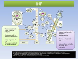 INF
MΦ
Lymph node
APC

Th2

APC

MMP
Antigen

MHCII
TCR

T

VLA-4

S1P-R

IL-4, IL-5

T
T

Th1
Th17

CD52

 Altera reconocimiento
celular (MHCII y
antígeno)

TNF, NO

T

VCAM

CD25

S1P-R
IL-17

MΦ

NK

 Reduce activación de
linfocitos y proliferación

IFNγ

CD8

PC
B
CD20

 Inhibe migración al
CNS
 Reduce permeabilidad
de BHE a célulasTh1

• Regula negativamente
citoquinas
proinflamatorias

Periferia

• Promueve respuesta
Th2
BHE

CNS

• Reduce células activadas
en el sitio de la
inflamación

APC, antigen presenting cell; B, B lymphocyte; BBB, blood/brain barrier; CNS, central nervous system; IFN, interferon; IL, interleukin;
MΦ, monocytes/macrophages; MMP, matrix metalloproteases; NK, natural killer cell; PC, plasma cell; S1P-R, sphingosine 1-phosphate receptor;
T, T lymphocyte; Th, T lymphocyte helper cell; TNF, tumour necrosis factor
Chofflon M. Biodrugs 2005; Image adapted from: Linker RA et al. Trends Pharmacol Sci 2008

 
