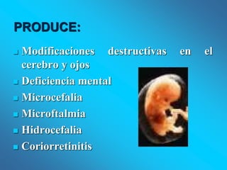PRODUCE:
 Modificaciones destructivas en el
cerebro y ojos
 Deficiencia mental
 Microcefalia
 Microftalmia
 Hidrocefalia
 Coriorretinitis
 