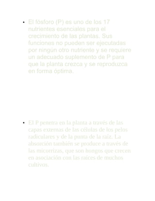 • El fósforo (P) es uno de los 17
nutrientes esenciales para el
crecimiento de las plantas. Sus
funciones no pueden ser ejecutadas
por ningún otro nutriente y se requiere
un adecuado suplemento de P para
que la planta crezca y se reproduzca
en forma óptima.
Absorción y transporte de
fósforo
• El P penetra en la planta a través de las
capas externas de las células de los pelos
radiculares y de la punta de la raíz. La
absorción también se produce a través de
las micorrizas, que son hongos que crecen
en asociación con las raíces de muchos
cultivos.
 