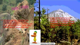  La fauna española, una de las más
variadas del continente europeo,
comprende especies como el lobo, oso,
lince, gato montés, zorro, jabalí, cabra
montés, ciervo y liebres entre otras.
 La flora de España es la zona
cantábrica, una vegetación
exuberante, con amplios bosques
caducifolios en donde la especie
más característica es el roble
común
 